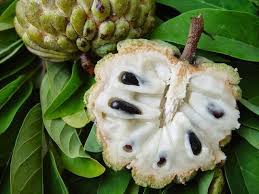 Boisson Brule Graisse Top 6 Des Meilleures Recettes Minceur Pomme Cannelle Fruits Tropicaux Legume Exotique
