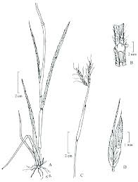 Image result for Andropogon canaliculatus
