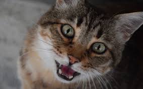 See more ideas about reaction pictures, crying meme, mood pics. The Cat S Meow Caterwauling In Cats Vca Animal Hospital