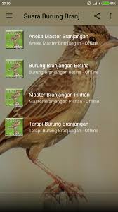 Burung ini menjadi ciri khas tersendiri bagi wilayah padang rumput di australia dan beberapa wilayah di asia tenggara. Kicau Burung Branjangan Gacor For Android Apk Download