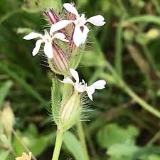 Image result for Silene gallica