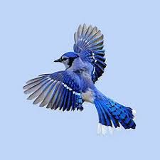 Beautiful Birds In Flight Images Bluejay In Flight Blue Jay Bird Flying Bird Tattoo Beautiful Birds