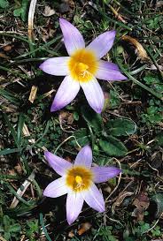 Image result for Romulea