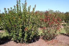 We did not find results for: Controlling Entomosporium Leaf Spot On Woody Ornamental Alabama Cooperative Extension System
