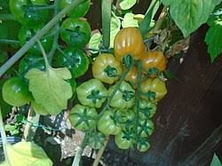 Image result for Solanum sp.no.2