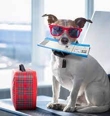 Check spelling or type a new query. Pet Relocation Pets Relocation Services Pets Kingdom
