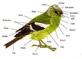 Learning The Parts Of A Bird Learn English English Vocabulary Birds