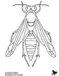 Coloring pages for kids all the coloring pages you will ever need. Lesson 1 6 Bee And Wasp Identification