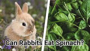 Can Rabbits Eat Spinach Risk Issues Complete Guide