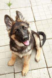 German Shepherd Puppy 4 Months Old Stock Photo Picture And In 2020 Cute Dogs Breeds Shepherd Puppies German Shepherd Puppies