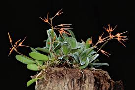 Image result for Bulbophyllum intertextum