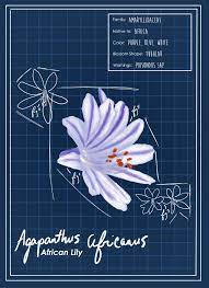 African Lily Blueprint African Lily Lily African