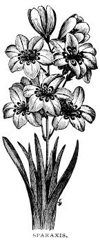 Perfect for sketching, bullet journal and art journaling. Digital Two For Tuesday Lots Of Flowers Flowers Autumn Painting Black White Flowers