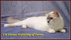 Birman Color Chart Taron Birmans