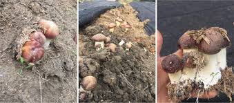 Our mushroom compost, often referred to as mushroom soil, has been steam hawk valley landscape materials offers both fresh and aged compost. The Amazing Potential Of Fungi 50 Ways We Can Exploit Fungi Industrially Springerlink