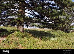 Image result for Aster milanjianus