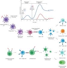 Designing The Next Generation Of Vaccines Relevance For Future Pandemics Mbio