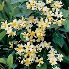 Maybe you would like to learn more about one of these? Asian Star Jasmine Rooted Plants Vines Climbing Plants Home Garden Worldenergy Ae
