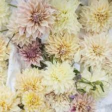Dahlia Bulbs Dinnerplate Bridal Bouquet Mix Dahlia Tubers Eden Brothers Flower Bulbs For Sale Bulb Flowers Dahlia