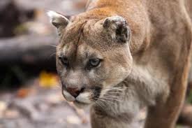 The most endangered of all florida's symbols is its state animal, the panther which was chosen in 1982 by a vote of students throughout the state. Florida Panther History Breeding With Texas Cougars But Losing Habitat