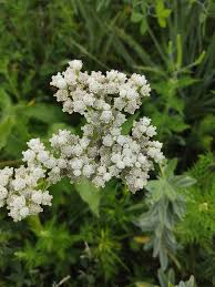 Image result for Urelytrum agropyroides