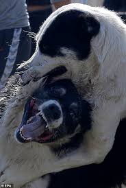 When you put the best pitbull available against the best available tosa, argentian dogo, alabai, kangal, bully kutta etc. Dogs Rip Chunks From Each In Vicious Arena Fighting While Young Children Watch In Kyrgyzstan Daily Mail Online