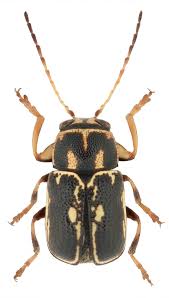 Image result for Chrysochloa