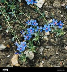 Image result for Anagallis elegantula