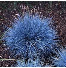 You'll know it isn't getting enough water if its leaf tips turn brown. 100pcs Blue Fescue Grass Seeds Perennial Hardy Ornamental Grass Home Garden