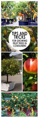 The following care guides will take you step by step, from selecting and planting the right fruit trees, bushes and vines for your backyard garden or orchard, all the way to upkeep of your mature tree. Tips And Tricks For Growing Fruit Trees In Containers Bees And Roses Fruit Trees In Containers Growing Fruit Trees Fruit Garden