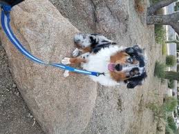 We did not find results for: Australian Shepherd Puppy For Sale In Phoenix Az Adn 59420 On Puppyf Australian Shepherd Puppies Australian Shepherd Puppy For Sale Australian Shepherd Puppy