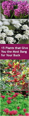 Maybe you would like to learn more about one of these? 15 Plants That Give You The Most Bang For Your Buck Bless My Weeds