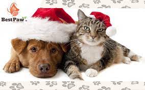 Time To Settle Down And Wait Patiently Excitedly For Tomorrow To Come As Tonight Is Christmas Eve L Dog Christmas Photos Christmas Dog Christmas Cats