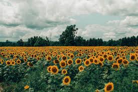 Apparently i really like yellow now yellow background aesthetic 5 background check all. View 11 Sunflower Aesthetic Background Landscape
