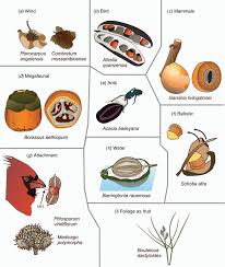 Image result for Aristida stenostachya