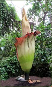 Titanwurz (amorphophallus titanum) im botanischen garten der universität basel. Titanwurz Foto Bild Pflanzen Pilze Flechten Bluten Kleinpflanzen Reisen Bilder Auf Fotocommunity