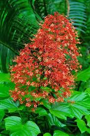 Pagoda Plant Krishnakireedam In Malayalam Beautiful Flowers Wallpapers Plants Beautiful Flowers Pictures