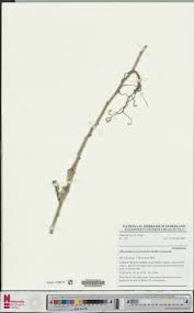 Image result for Platycoryne buchananiana