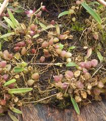 Image result for Bulbophyllum intertextum