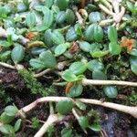 Image result for Stolzia