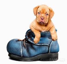 There are means of humane punishment that will teach your pooch he did wrong without hurting him. Proper Discipline For Puppies Steemit