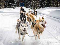 Balade de 30 minutes au cœur d'un paysage vous plongerez vers la station de val thorens avec une vue imprenable sur la vallée et les sommets environnants. Chien De Traineaux Schnepfenried Sceance De Vaccin 2008 Chien Traineau Vous Aimez Le Contact Avec Les Animaux Vous Revez De Partir A L Aventure Cill Pee