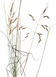 Image result for Loudetia simplex