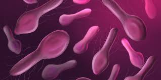 Human botulism may refer to foodborne botulism, infant botulism, wound botulism, and inhalation botulism or other types of intoxication. Lebensmittelvergiftung Durch Clostridium Botulinum Medavital Erfahrungen Studien