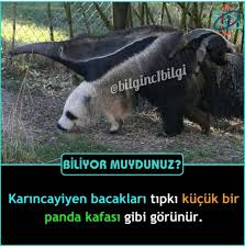 Elifduygucakar Adli Kullanicinin Benim Panom Panosundaki Pin 2020 Komik Fikralar Hayvanlar Bff Sozleri