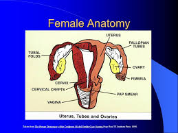 Natural Family Planning Program Of St Michaels Hospital