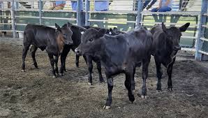 Grafton weaner cattle sell