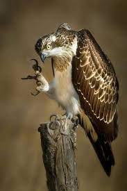 rapace birds of prey types of eagles different types of eagles