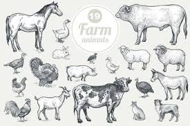 Farm Animals Goat Cow Horse Sheep Pig Bull Sheep Donkey Dog Cat Bird Goose Quail Duck Couple Turkeys Roos Animals Farm Animals Animal Silhouette