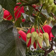 Image result for Dombeya kirkii